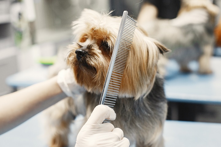 Mobile Dog Grooming Business Palm Beach FL